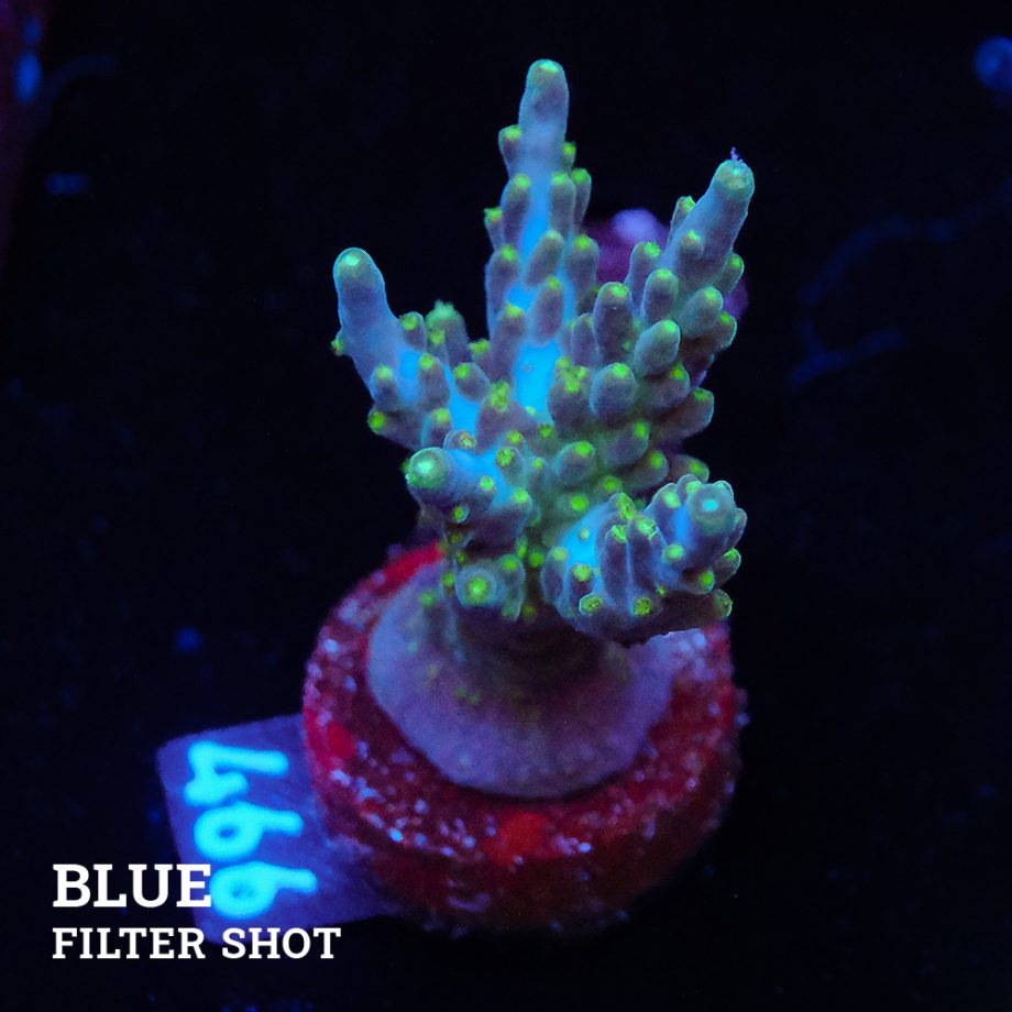 Acropora valida