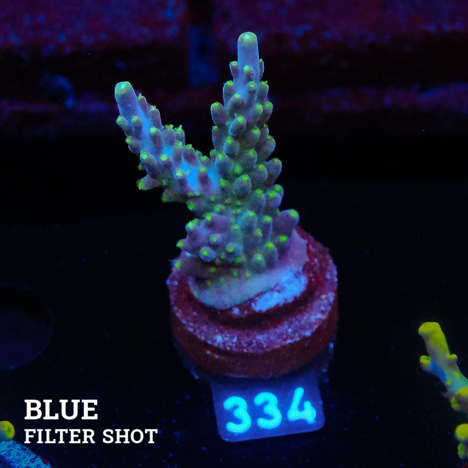 Acropora valida