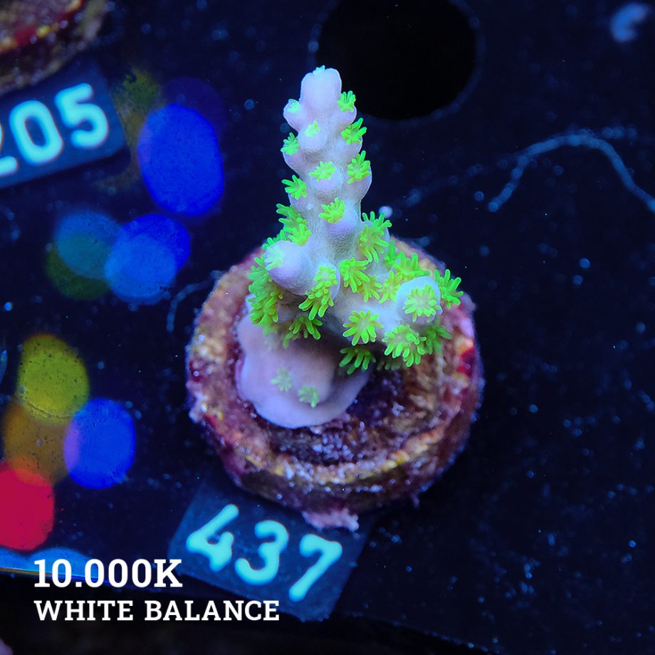 Acropora Bellina