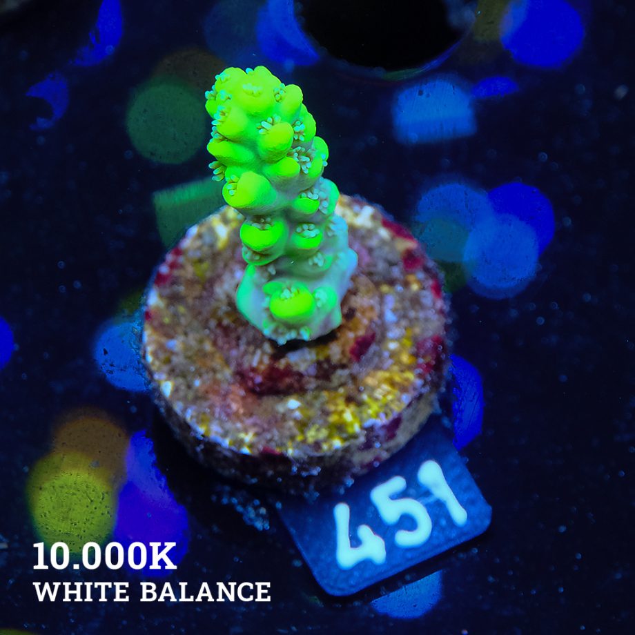 Acropora 'Aussi White Polyps'