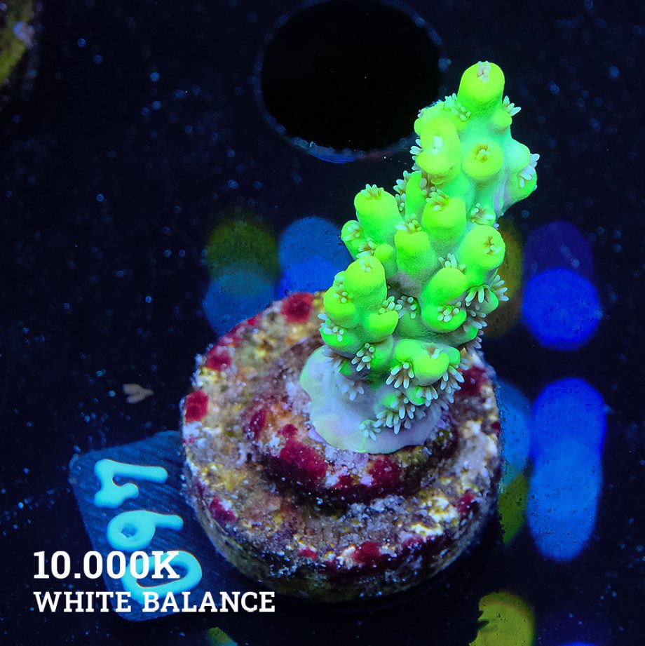 Acropora 'Aussi White Polyps'