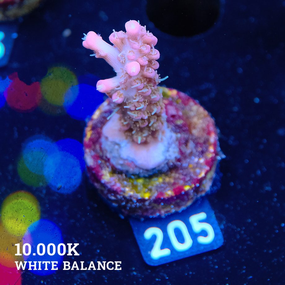 Acropora 'Confetti