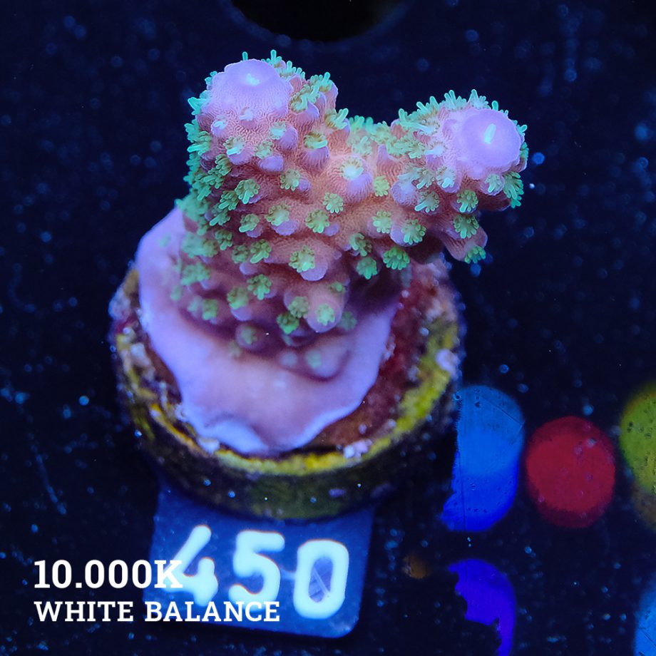 Acropora Gimmifera 'Rainbow' (Arco iris)