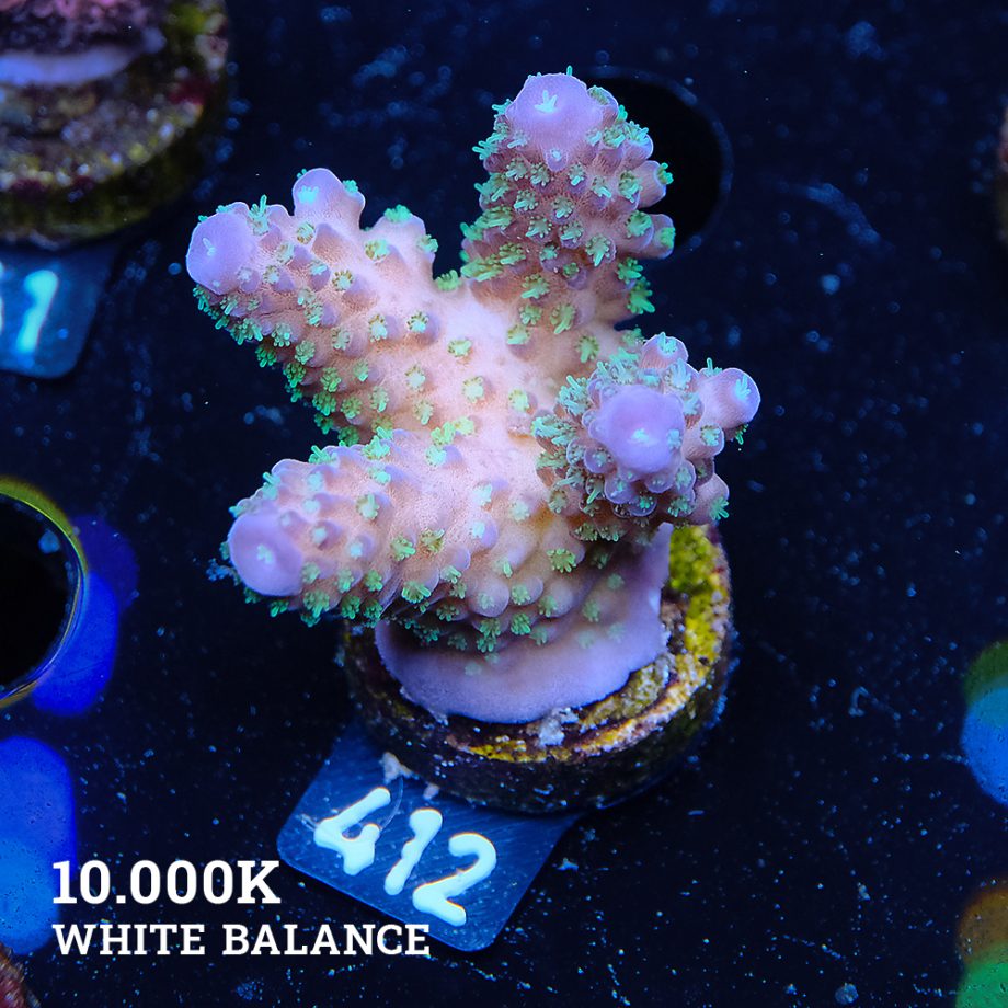 Acropora Gimmifera 'Rainbow' (arc-en-ciel)