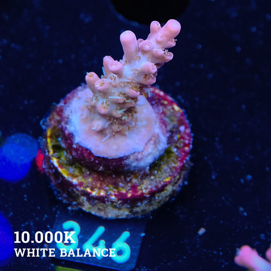 Acropora 'Confetti