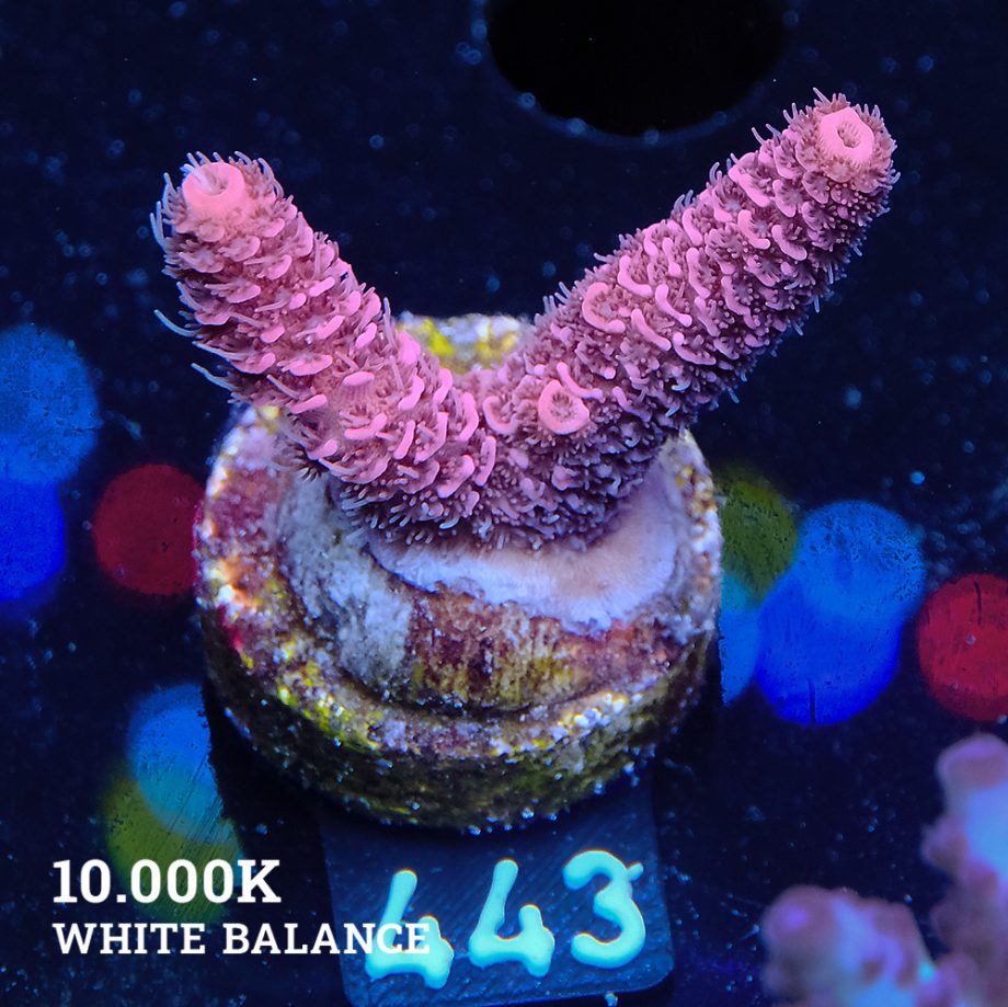 Acropora Millepora 'Red'