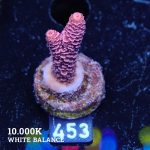 Acropora Millepora 'Red'