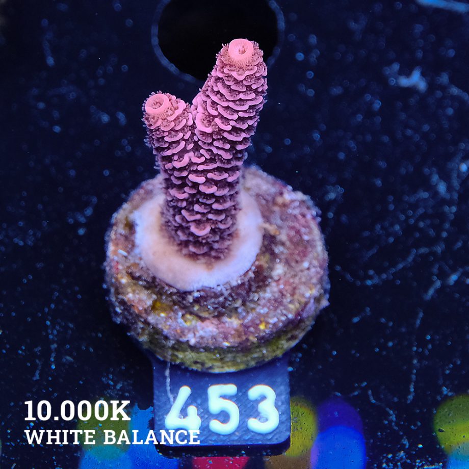 Acropora Millepora 'Red
