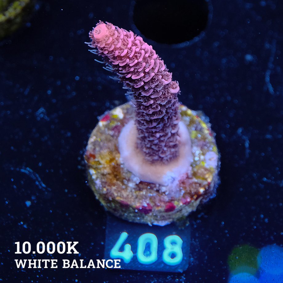 Acropora Millepora 'Red'