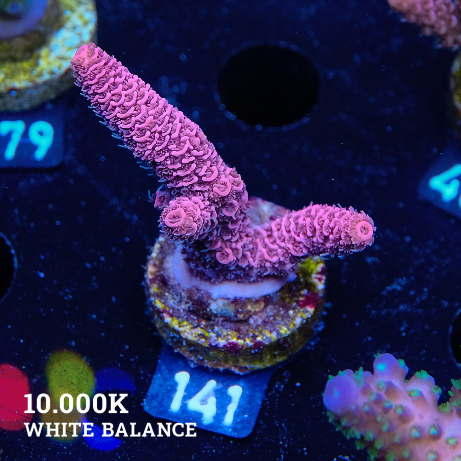 Acropora Millepora 'Red