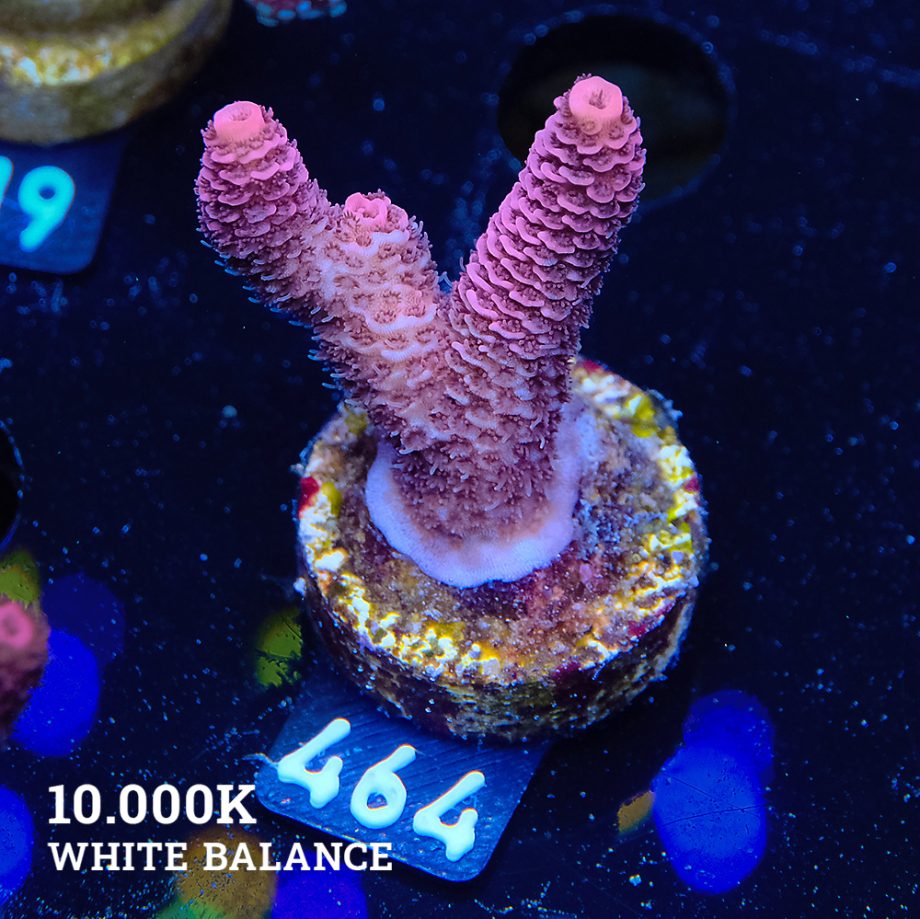 Acropora Millepora 'Red'