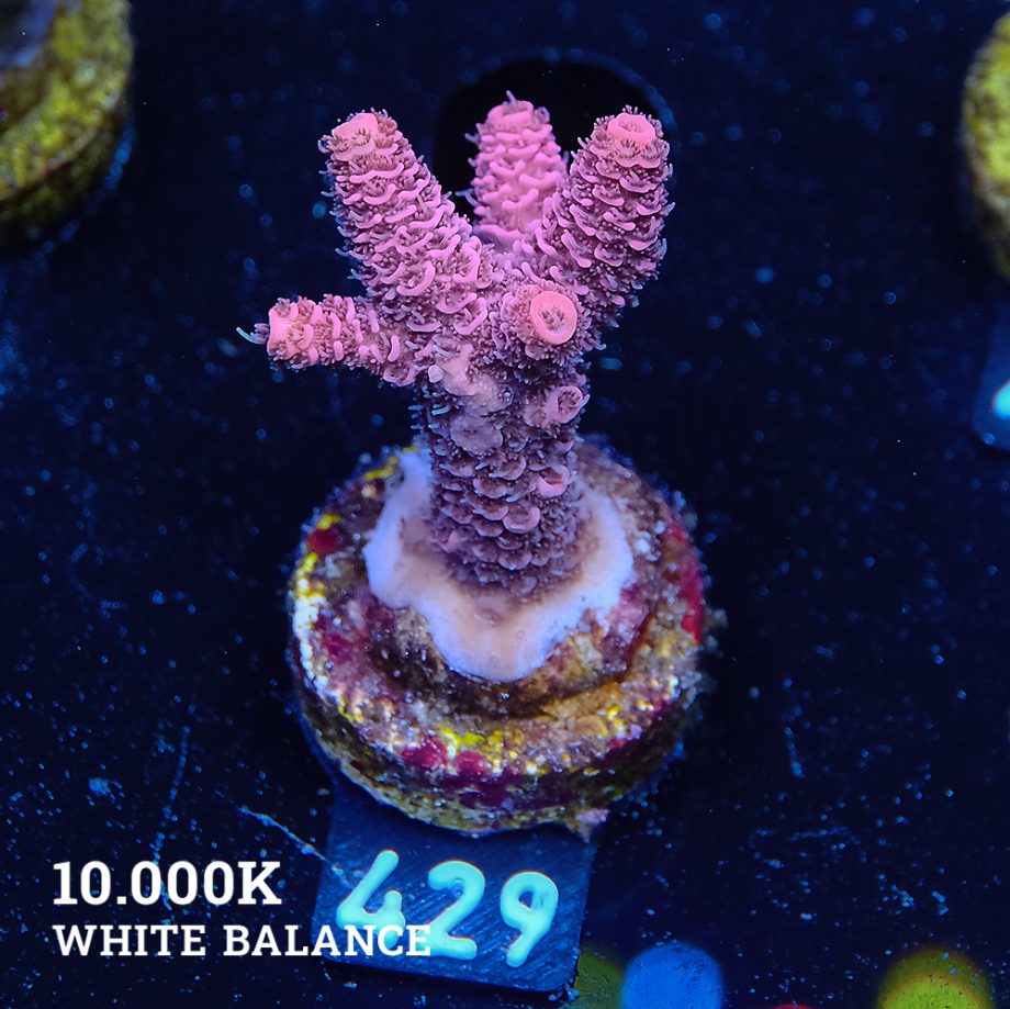 Acropora Millepora 'Red'