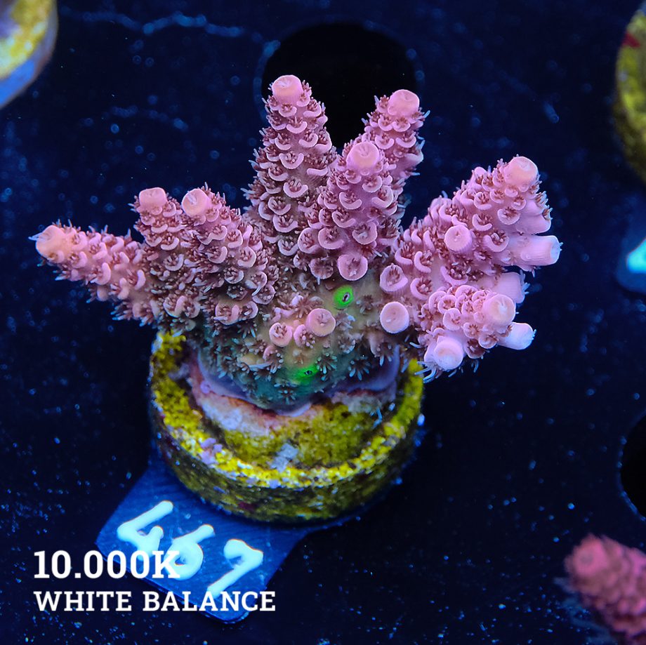 Acropora Hyacibthus 'Pink'
