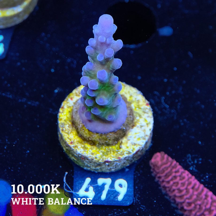 TK Miyagi Tort