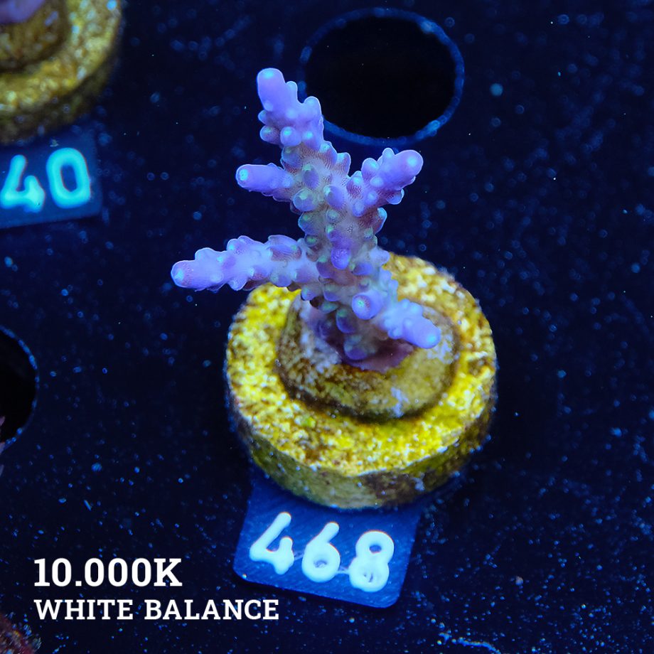 TK Purple Dream