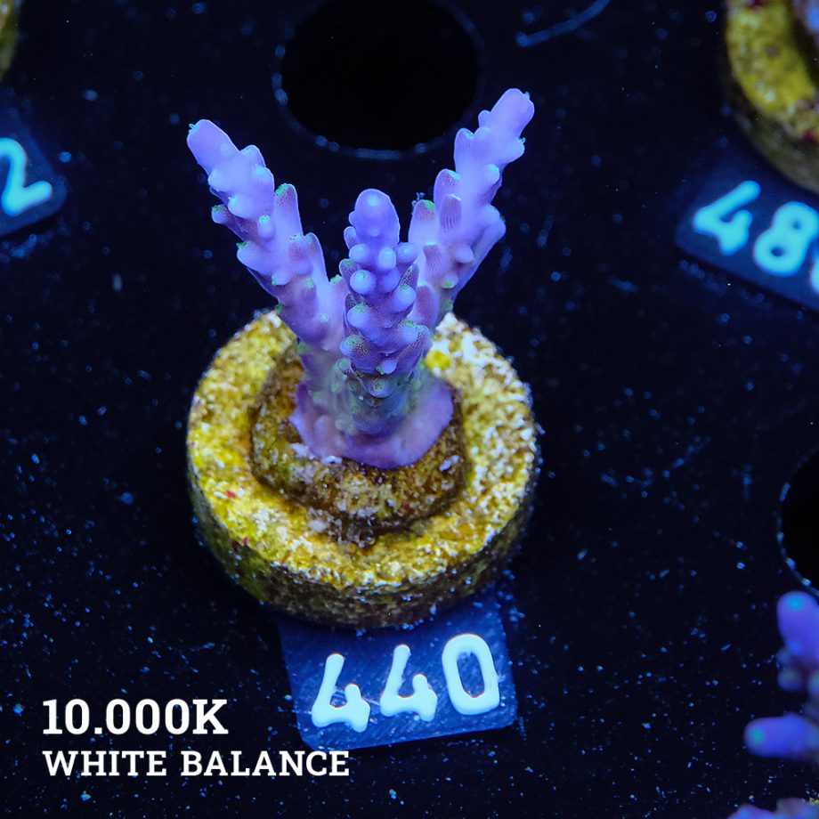 TK Purple Dream