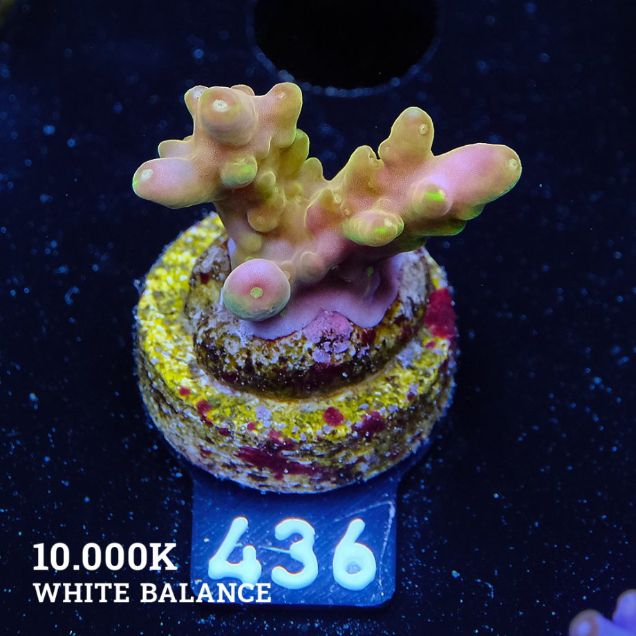 Acropora 'Greenish Jawdropper'