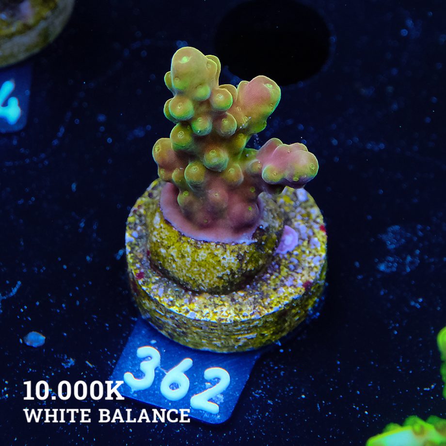 Acropora 'Greenish Jawdropper'