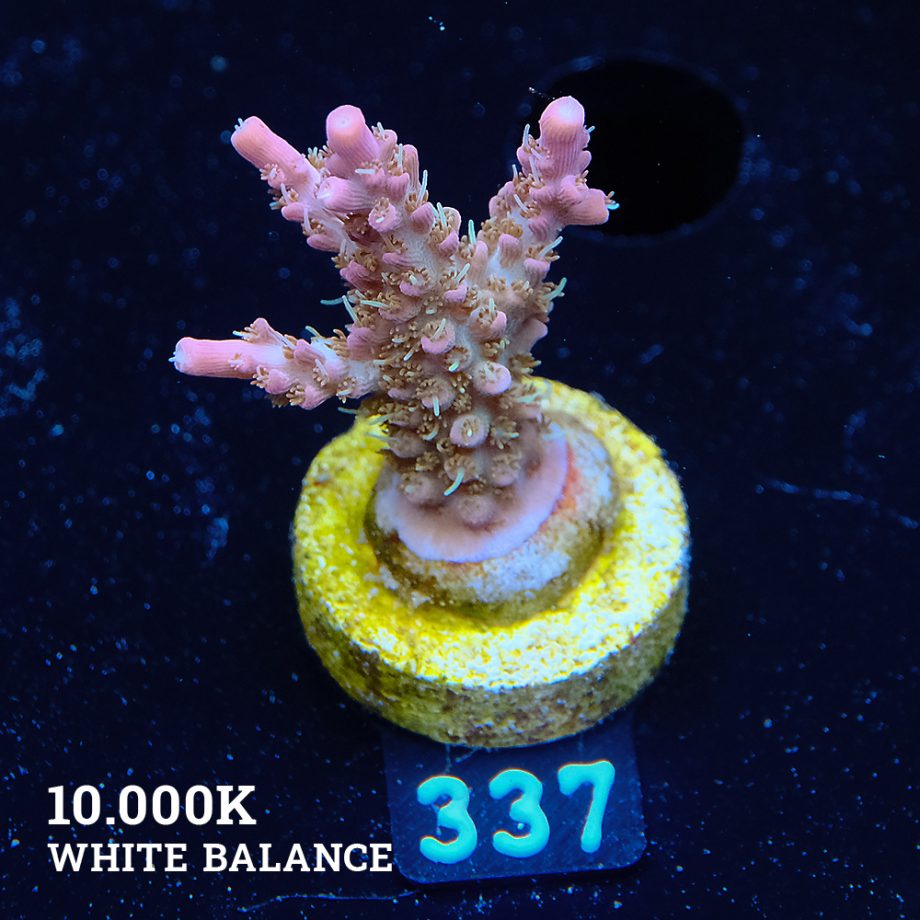 Acropora 'Confetti