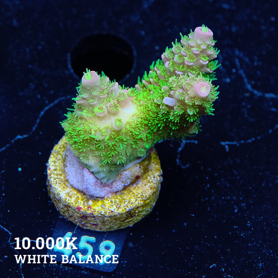 TK Tropical Blaze