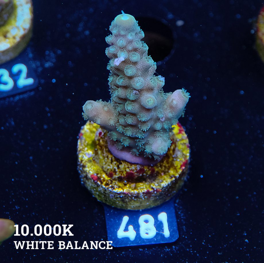 Acropora Gimmifera 'Green'