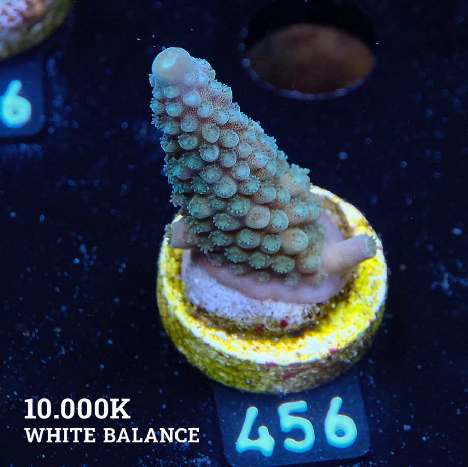 Acropora Gimmifera 'Green'
