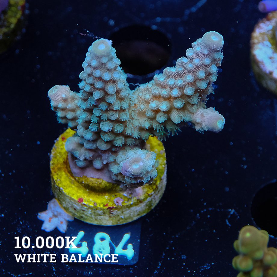 Acropora Gimmifera 'Green'