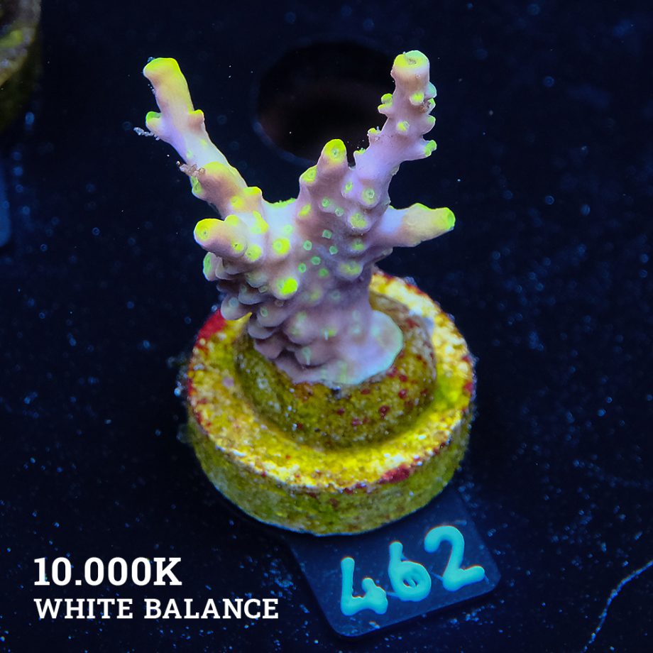 Acropora 'Yellow Tips' (pointes jaunes)