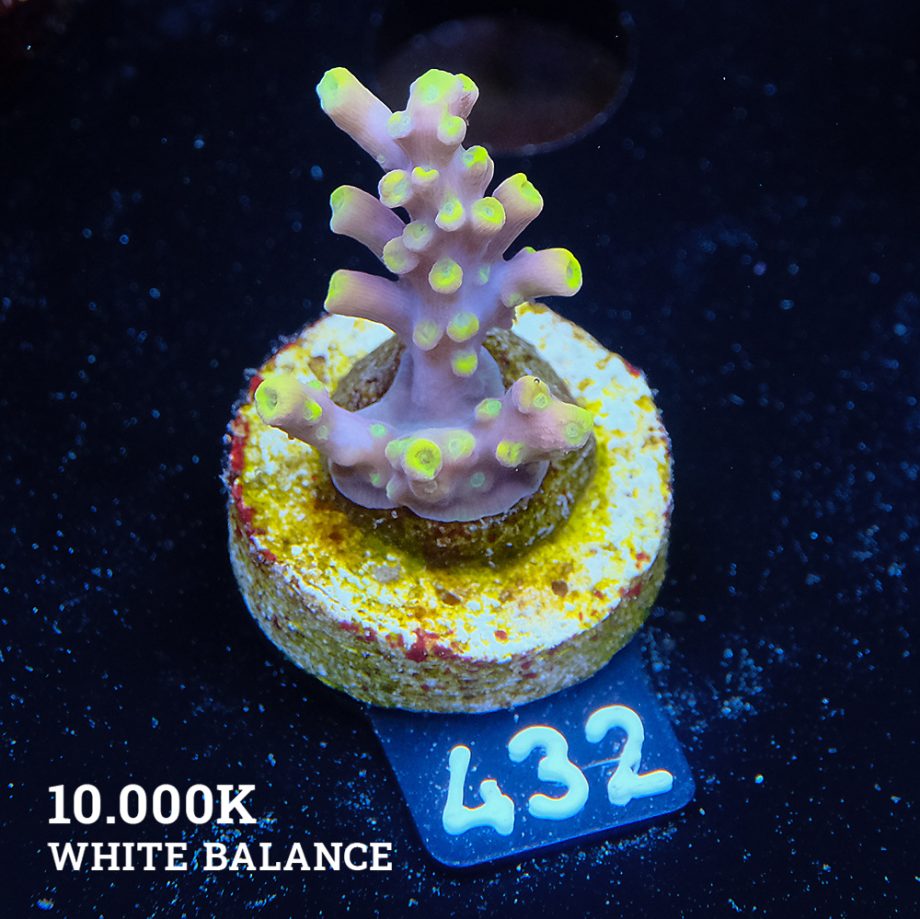 Acropora 'Yellow Tips' (pointes jaunes)