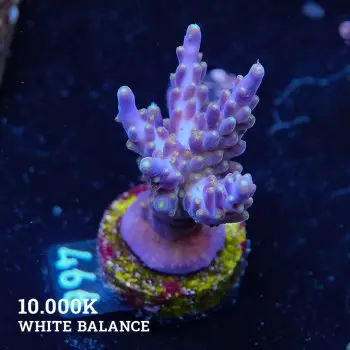 Acropora valida