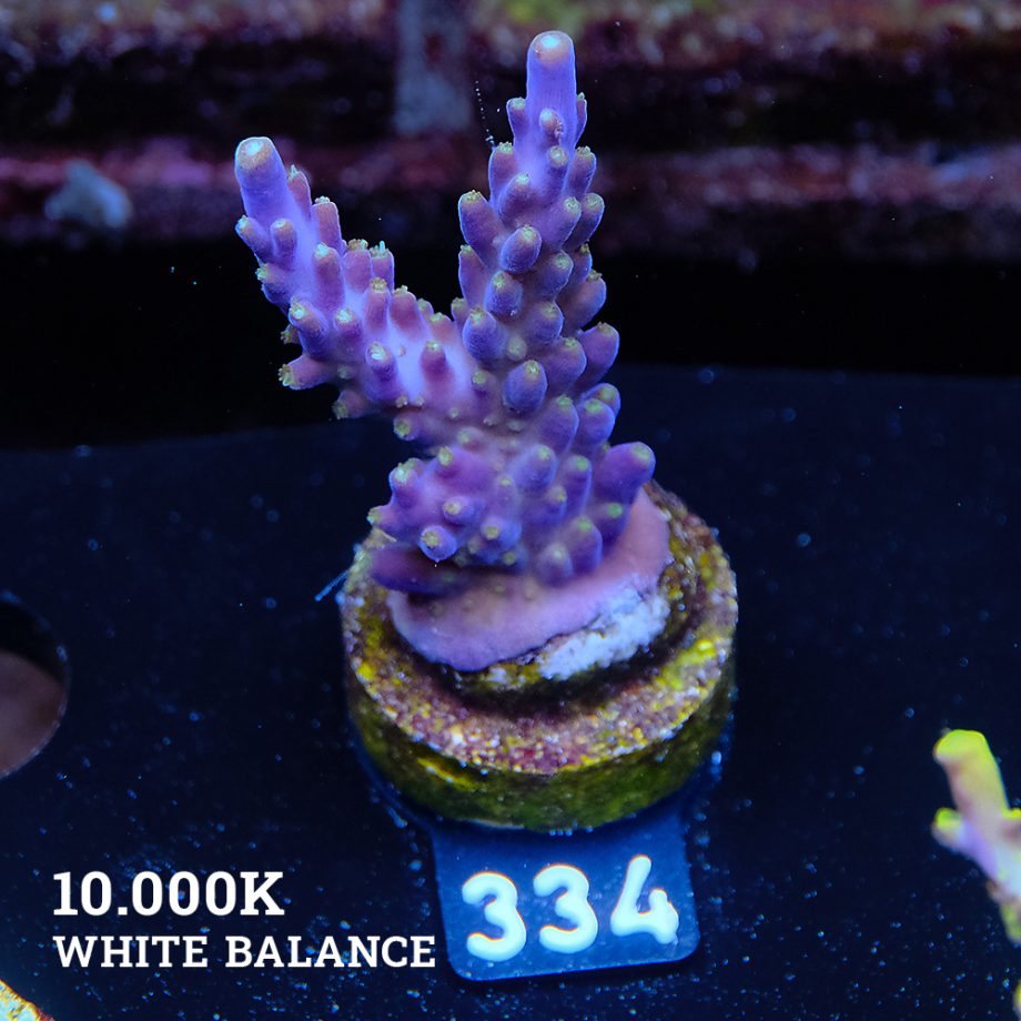 Acropora valida