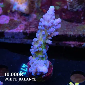 TK Miyagi Tort
