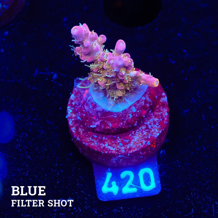 Acropora 'Confetti