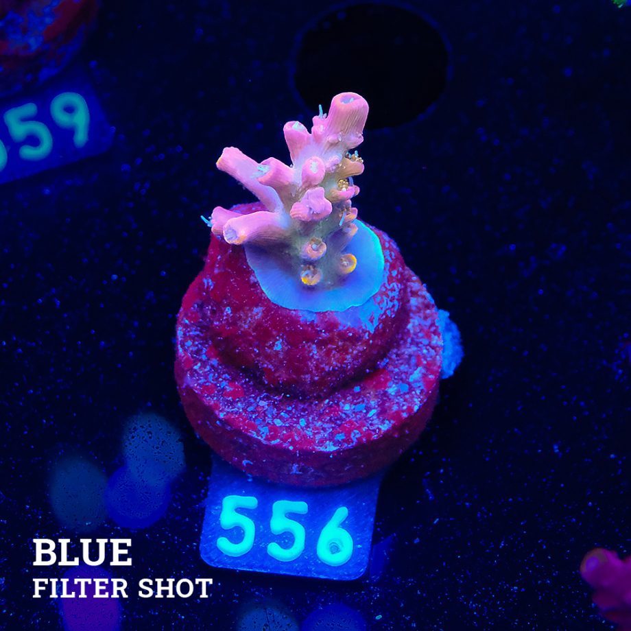Acropora 'Confetti' S