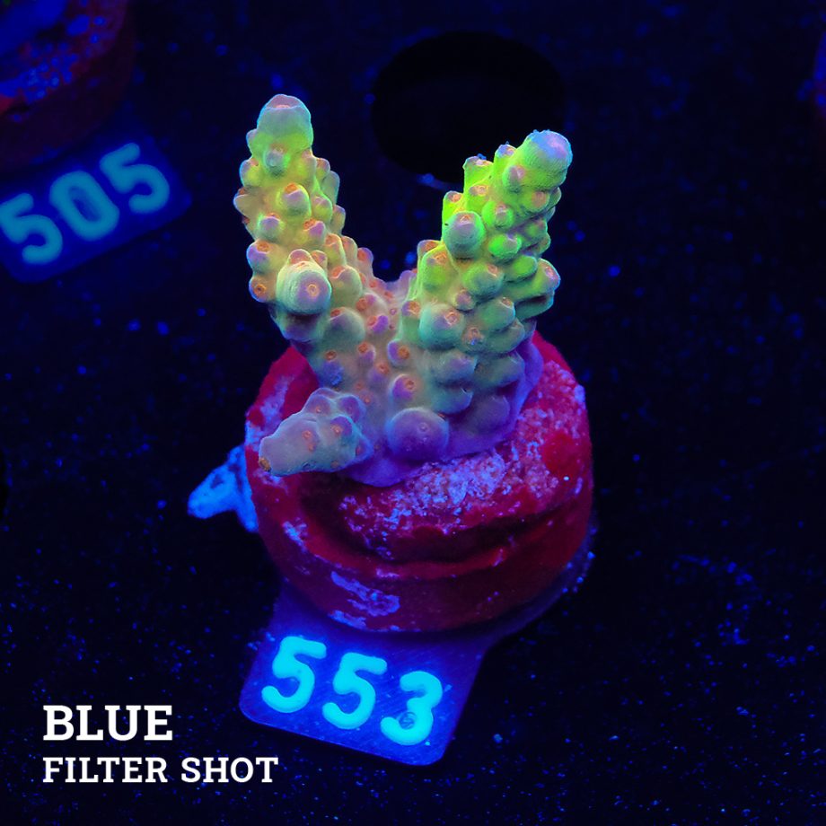 Acropora 'Wonderland'