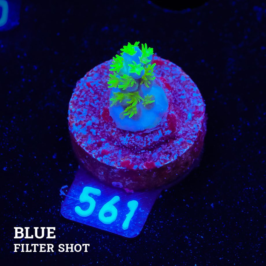 Acropora Bellina S