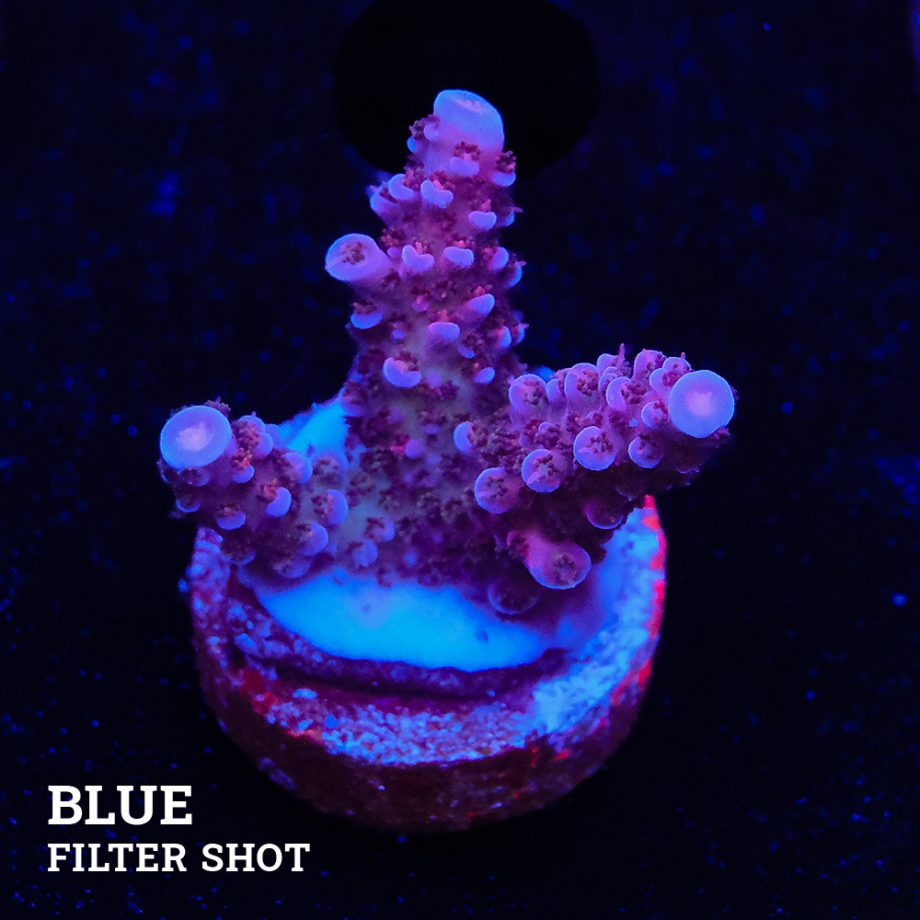 Acropora Sp.