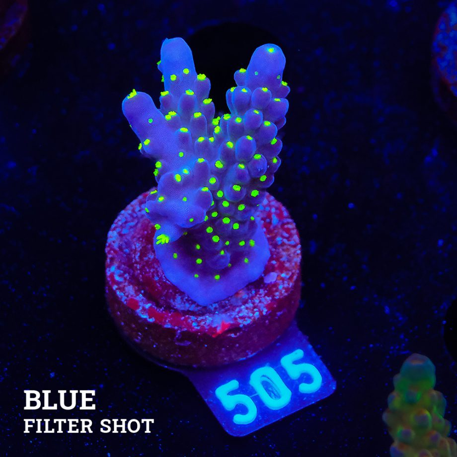Acropora 'Tricpolor'