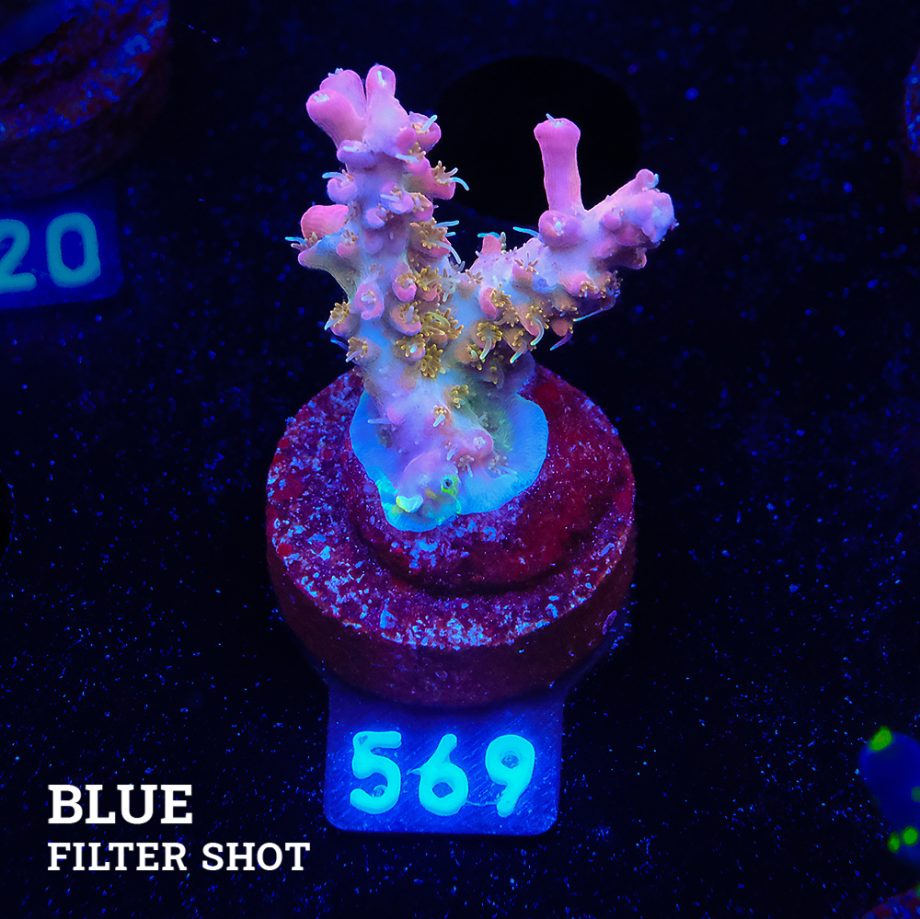 Acropora 'Confetti
