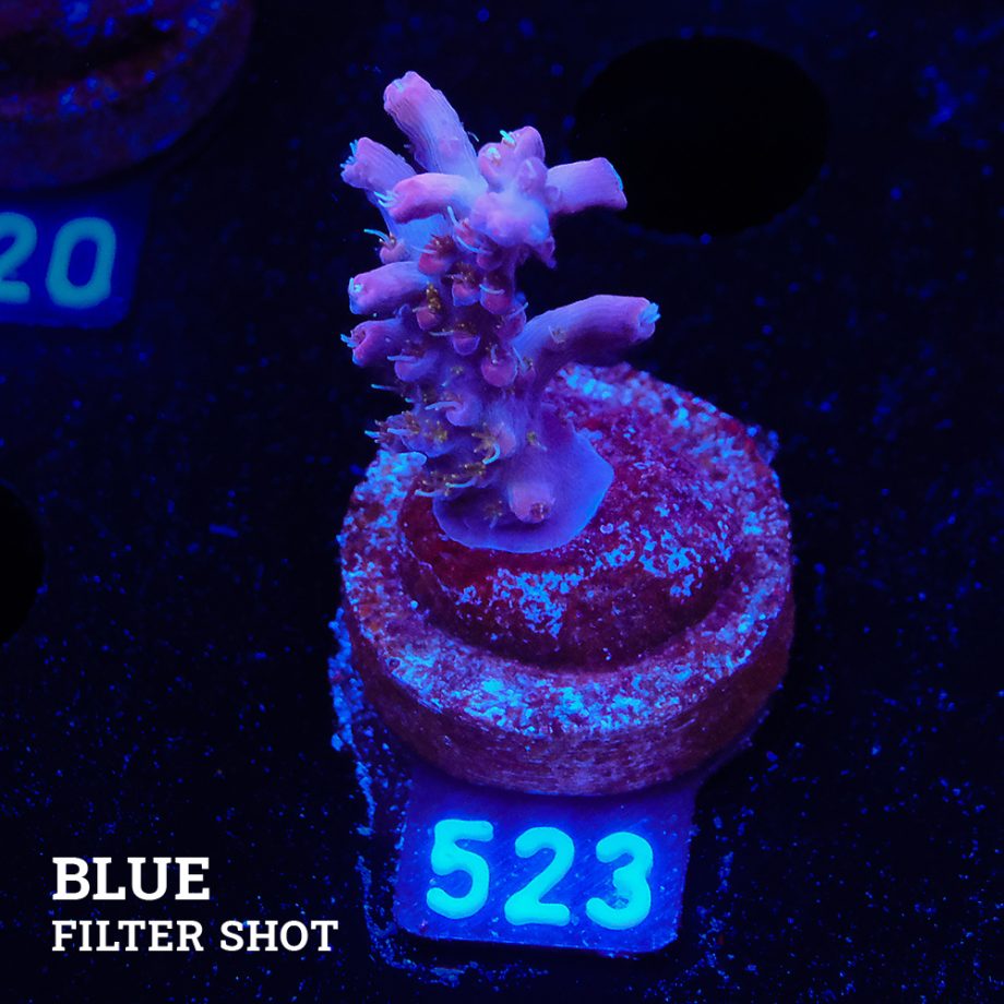 Acropora 'Confetti