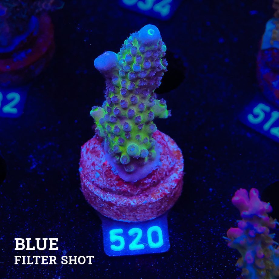 Acropora Gimmidera 'Blue'