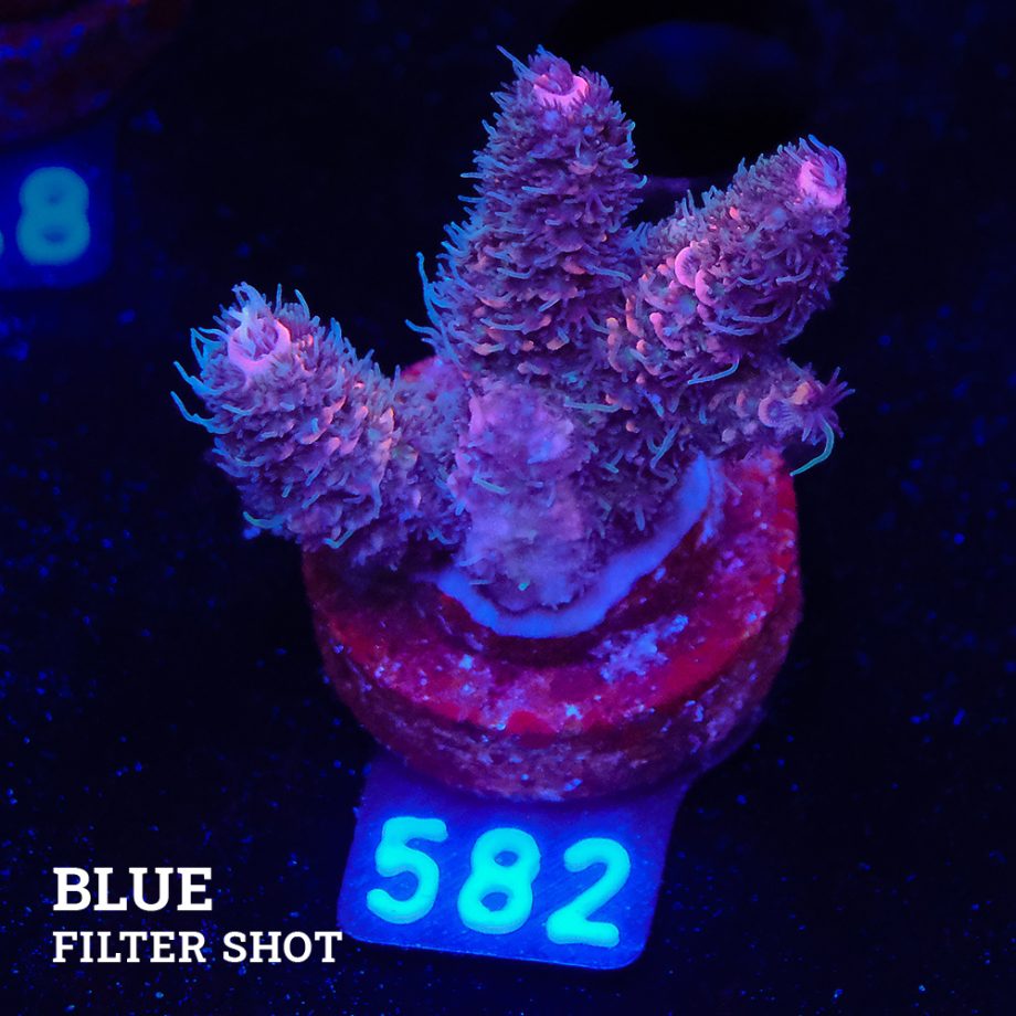 Acropora Millepora