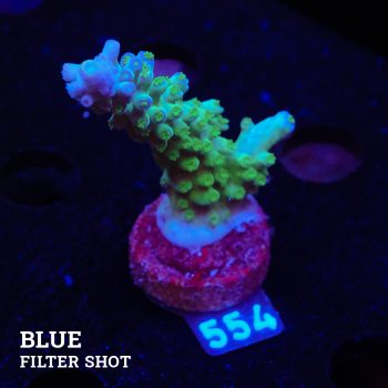 TK Rainbow Tort