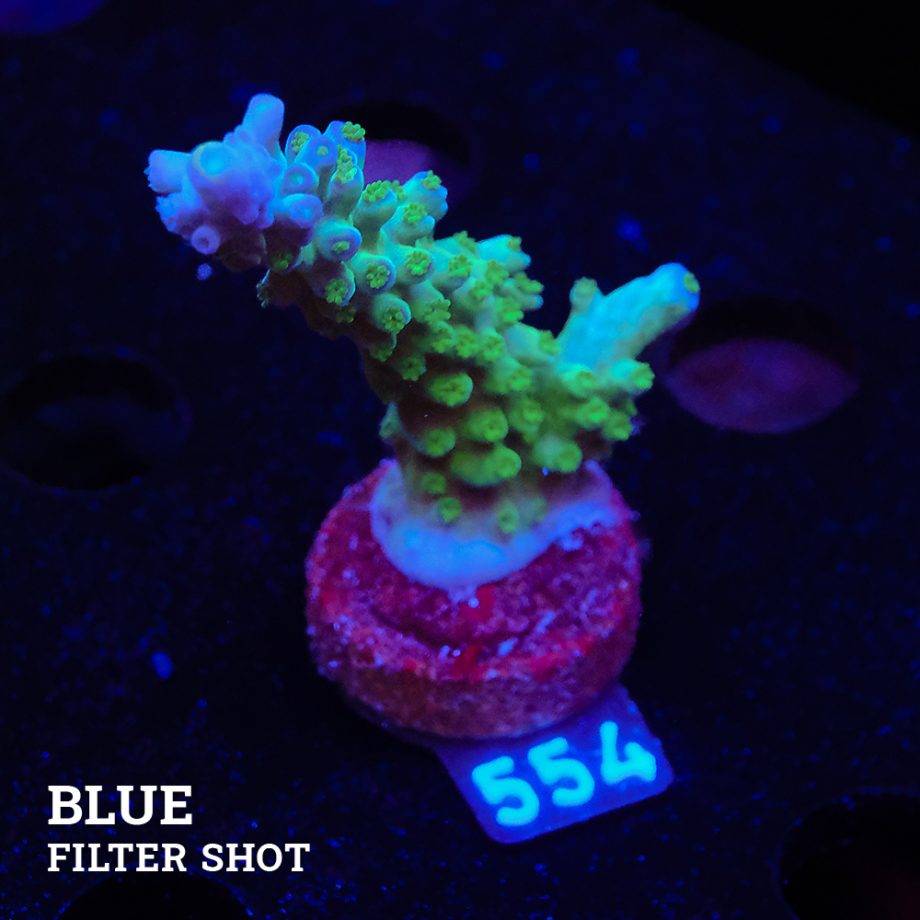 TK Rainbow Tort