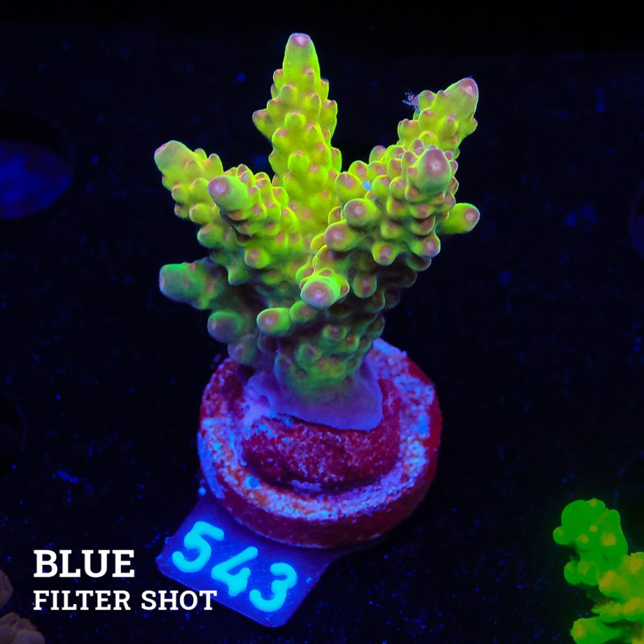Acropora 'Wonderland'