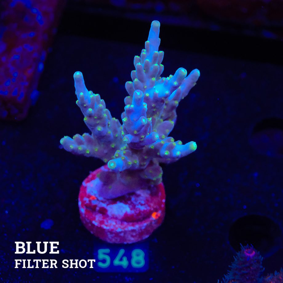 Acropora Valida