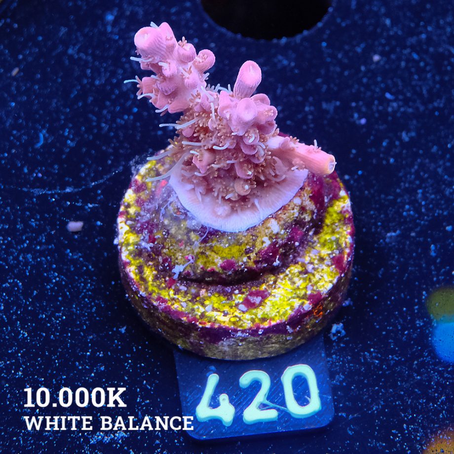 Acropora 'Confetti