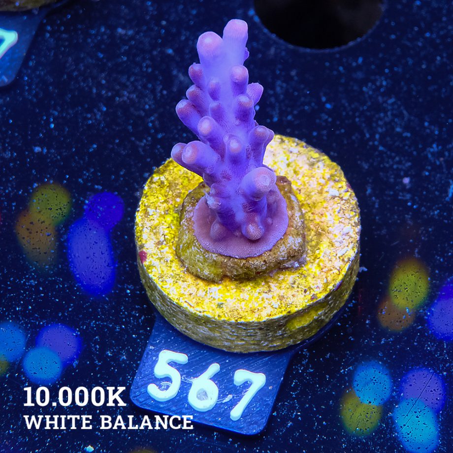 TK Super Purple