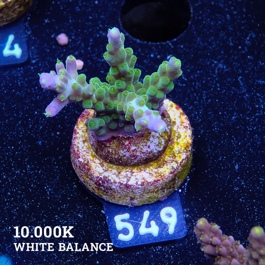 Acropora Subulata