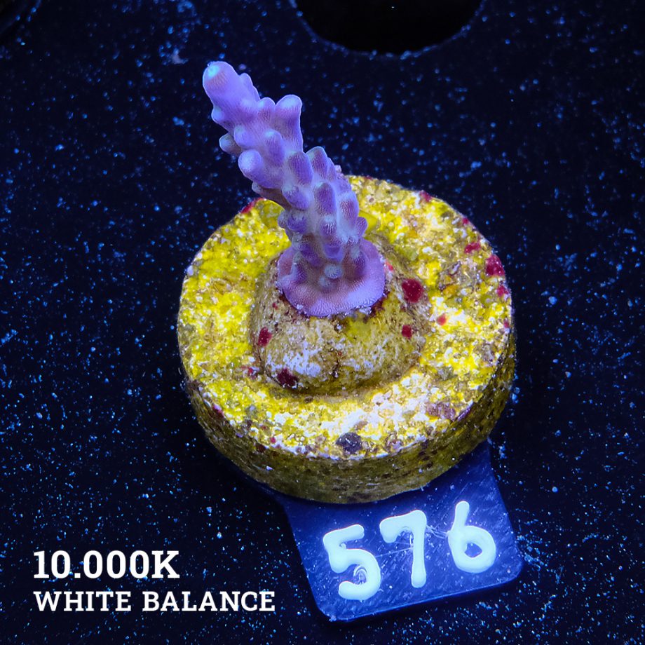 TK Purple Dream